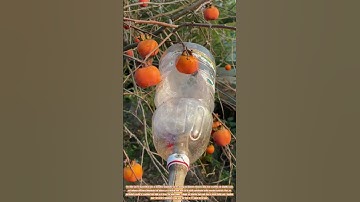 The Innovation of Homemade Fruit Picker