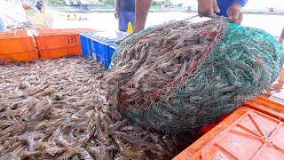 BESAR ! Tumbuh Dan Panen Udang