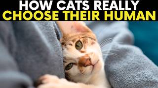 If Your Cat Does THIS, You’re Their Favorite Human!