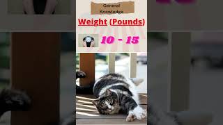 Cat Breed Information of American Shorthair Cat