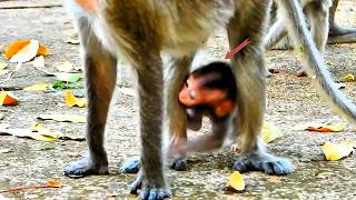 Very active, the little monkey runs to its mother to drink milk, but is rejected by the mother