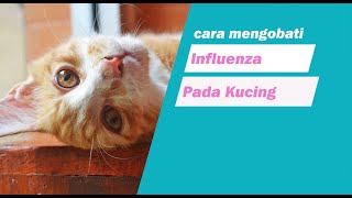 cara merawat dan mengobati kucing flu by cat story 18,426 views 4 years ago 2 minutes, 49 seconds