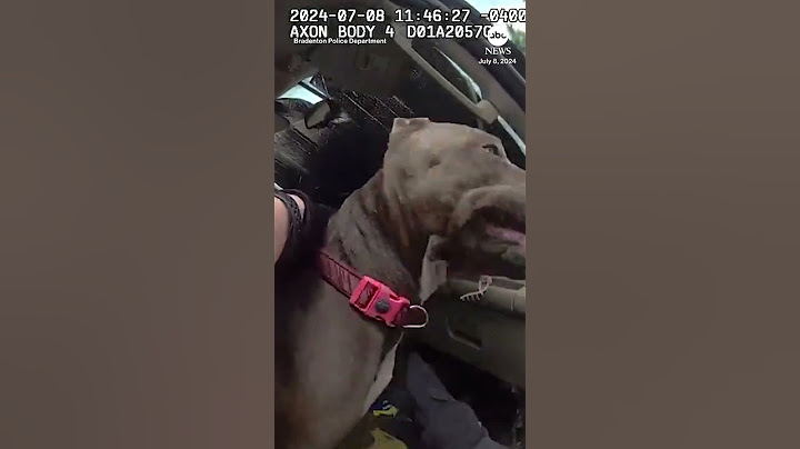 Florida police smash window to rescue dog from hot car