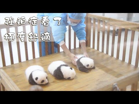《熊貓早晚安》強迫症看了極度舒適 | iPanda熊貓頻道