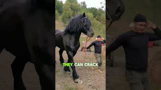 Why Do Horses Get Nails In Their Feet (But Wild Horses Don’t?) #horse #animalfacts #viral #fyp
