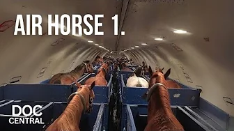 How do they transport Horses on Planes? | Mega Air