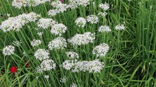Garlic Chives Allium Tuberosum - Plant Identification