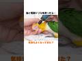 電動工具でインコのくちばしを削ったら予想外の反応だったww【シロハラインコ】 #shorts #parrot