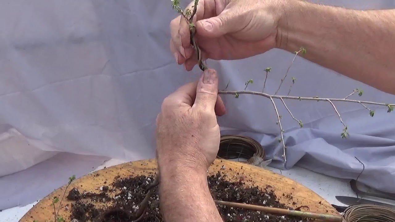 Catlin elm pre-bonsai, Peter Adams' Fast Trunk Method 2