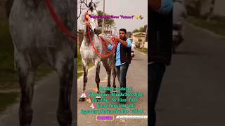 #youtubeshorts#shorts#horse#trending Which is the tallest saddlehorse in India|India's Tollest Horse