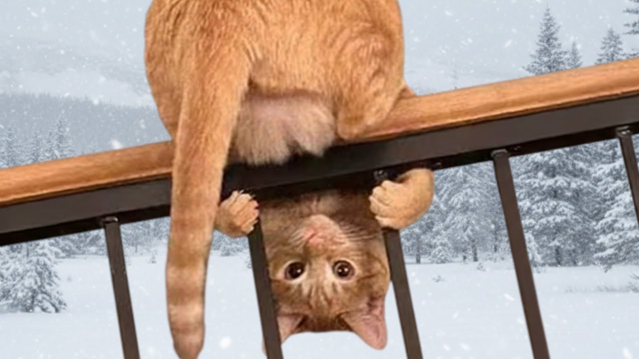 When Cats Face the Biggest U.S. Snowstorm in 40 Years 😹❄️