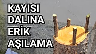 Kayısı Dalına Erik Aşılanır Mı?