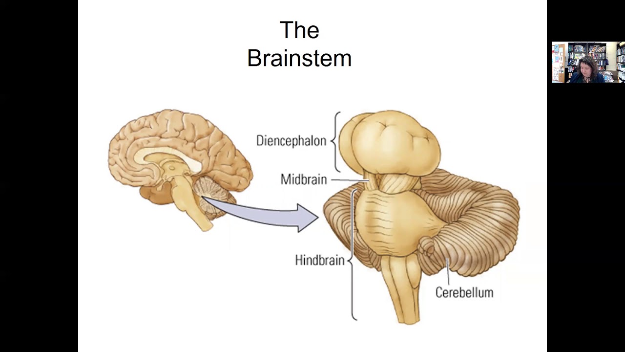 Neuroanatomy - YouTube