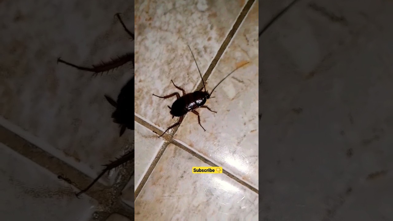 Baby Cockroach🪳😱