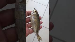 Zehirli Sokarca Sokkan, Sokar