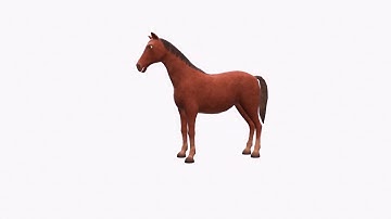 Horse animated