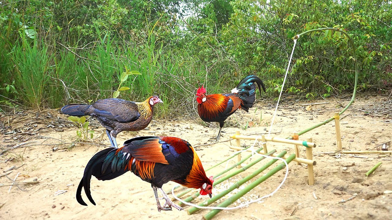 Catching Wild Chicken By Trap / How To Catch Wild Chicken / Easy Make A Wild Chicken Trap YouTube