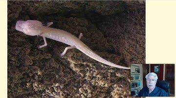 Aquifer and Spring Ecosystems - L7.5