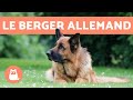 10 CURIOSITÉS SUR LE BERGER ALLEMAND