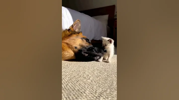 Video 11493871: siamese mother cat, cute siamese cat