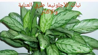نبات الأجلونيما ( Aglaonema )طرق العناية والإكثار