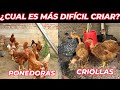 Cul es ms difcil criar para un negocio ponedoras o criollas