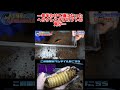 蛹の部屋が狭いとこうなる(本編はコメント欄にあります)