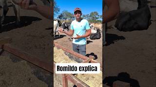 Explicação de Romildo sobre seu gado