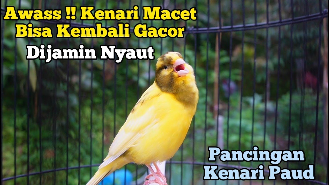 Awas !! Kenari Gacor Panjang Cuit Cuit Emosi, Pancingan Kenari Paud Belajar Bunyi, terapi ampuh 