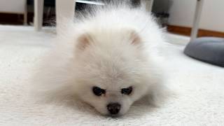 飼い主の浮気でスネてしまったポメラニアン