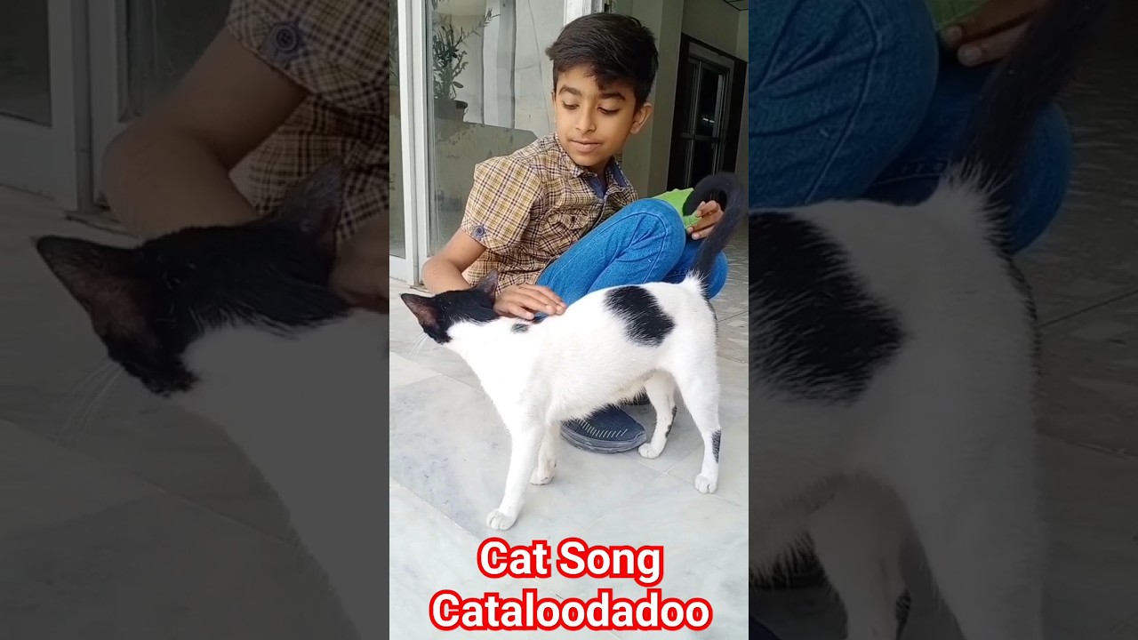 Cat Song Cataloodadoo | Famous Songs About Cats | Songs For Cat lovers | Cats Song | बिल्ली के गाने