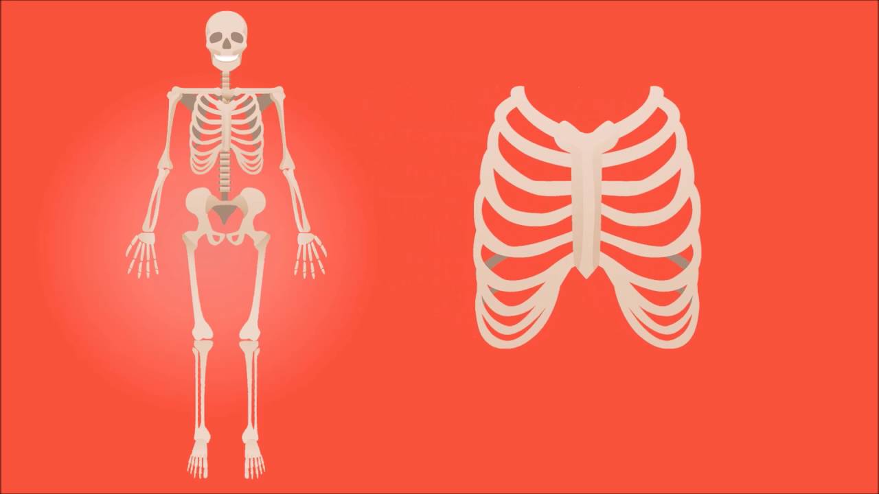 HUMAN ANATOMY - HUMAN BONE NAMES AND LOCATIONS FOR DUMMIES - SKULL ...