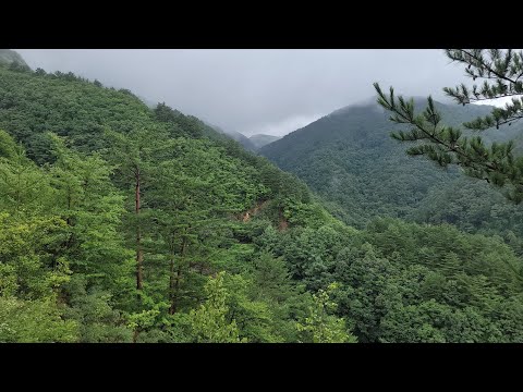 <strong>봉고차</strong> 달린다 덜커덩 때론 산허리 휘감은 구름과 소나무 야생화 관찰