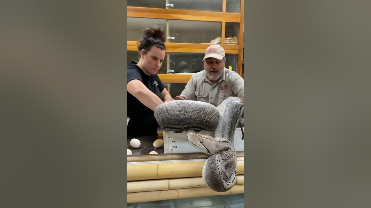 This Python almost strikes at my cameraman😳 - YouTube