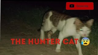 😱 Night Hunter Cat Caught on Camera!"