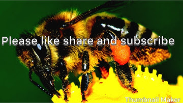 Package bees how NOT TO install