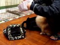 小魔怪與小精靈 --- 狗狗入狗袋