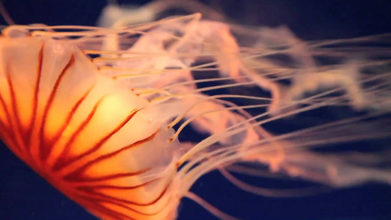 くらげ Jellyfish 幻想的なhd動画 Life Is Photo Masa Takahashi