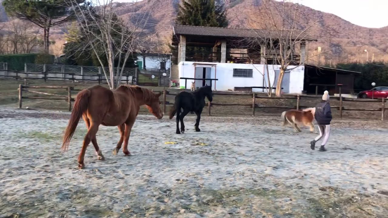 Addestramento pony: Bling Bling show!