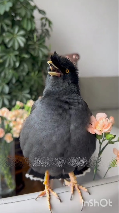 Hey Mitu, you should sing a ghazal and let everyone hear it.#shalikpakhi #birds