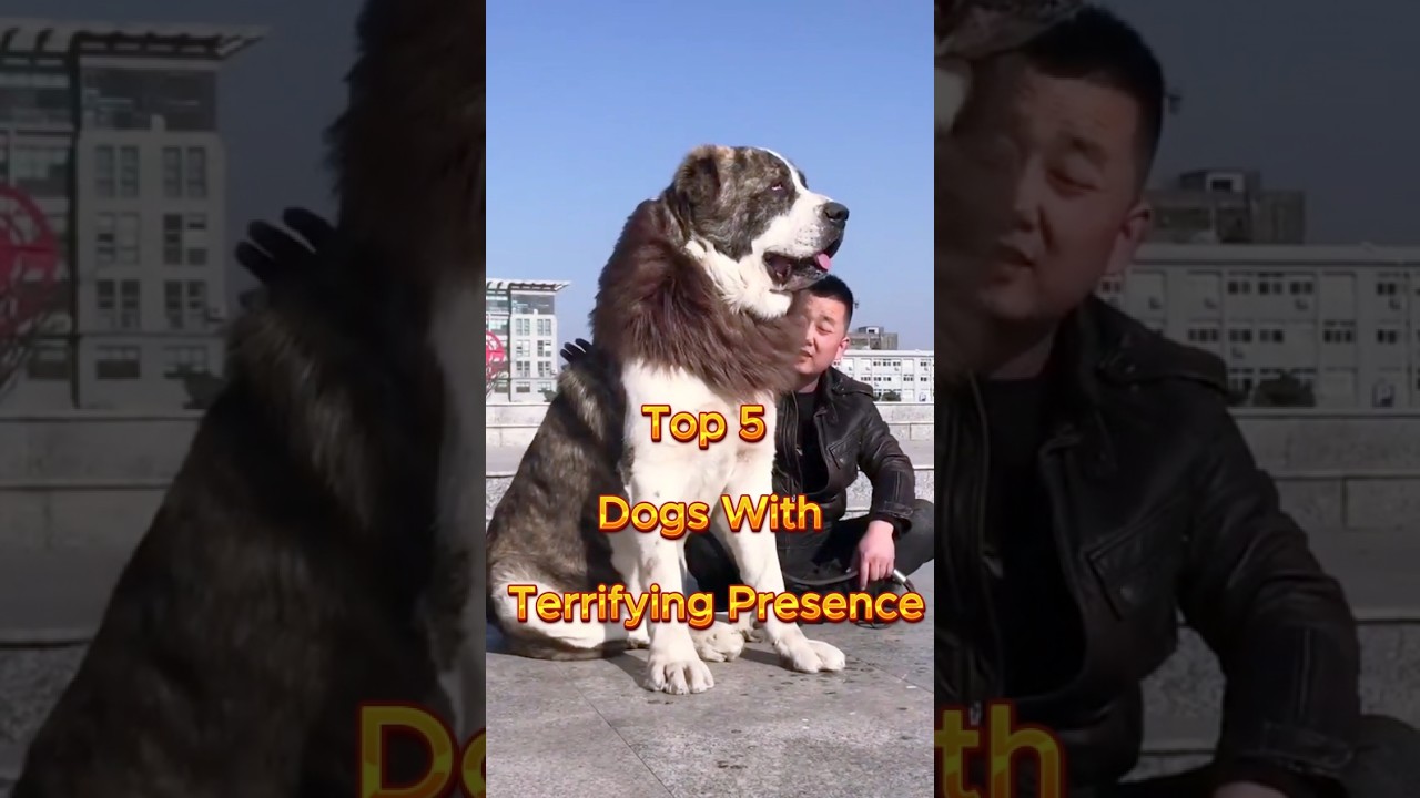 Top 5 dog with terrifying presence 