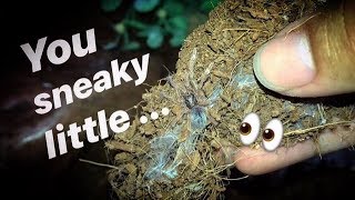 Tarantula Escaped, Moved In With My Gecko, And Was Stealing Her Worms