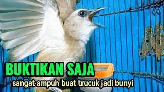 Trucukan Gacor Sangat Ampuh Menjadikan Trucuk Lain Nyaut Dan Untuk Pancingan Trucukan Agar Bunyi