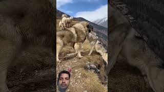 #dog#vs#wolf#pitbull#shortvideo#