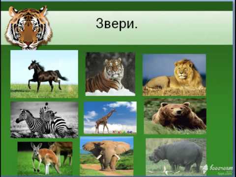 ცხოველთა  სამყარო