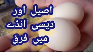 Desi Aur Aseel Ande Mein Fark Aseel Eggs Ki Pehchan..