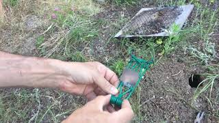 How to set a gopher trap. Which gopher traps work.