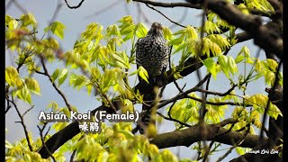 Asian Koel screenshot 2
