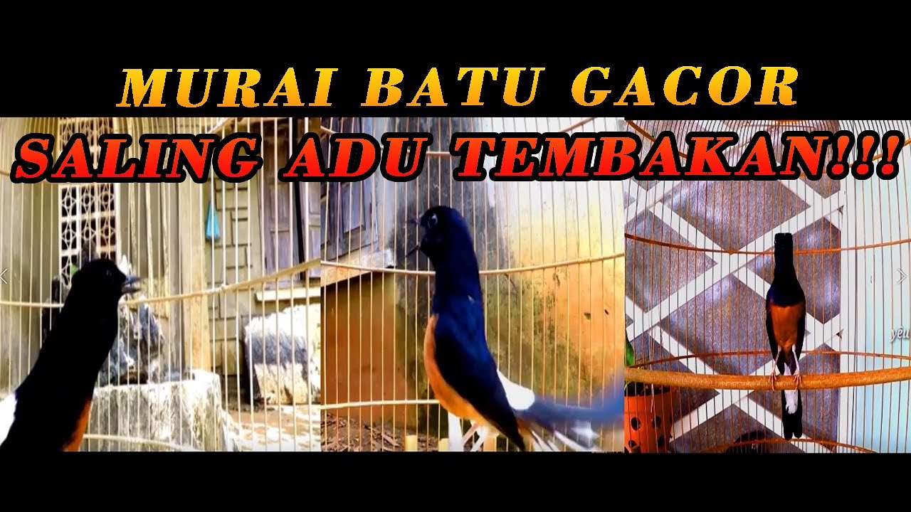 TREN MURAI BATU SALING BONGKAR ISIAN SEKALI DENGAR DIJAMIN LANGSUNG BONGKAR ISIAN