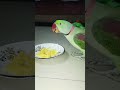 Bugu parrot 🦜| mithu khichdi kha raha hai | cute bugu🥰 | #parrotvideo #cutebuggu #bugu #bird